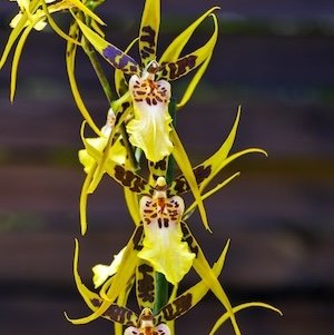 Brassia