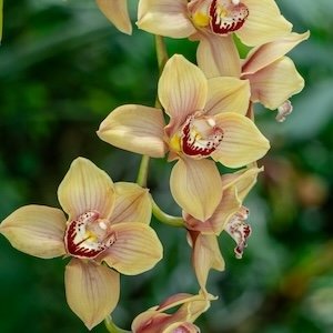 Cymbidium
