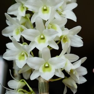 Dendrobium