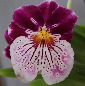 Miltonia