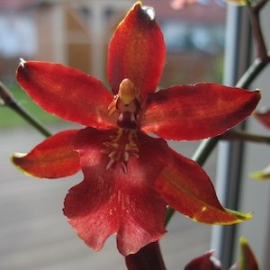 Odontoglossum
