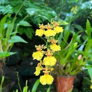 Oncidium