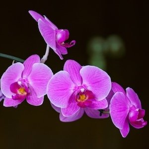 Phalaenopsis