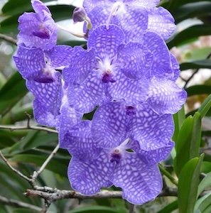 Vanda